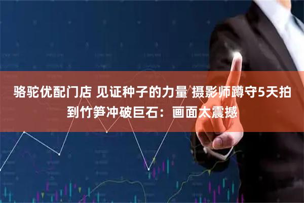 骆驼优配门店 见证种子的力量 摄影师蹲守5天拍到竹笋冲破巨石：画面太震撼